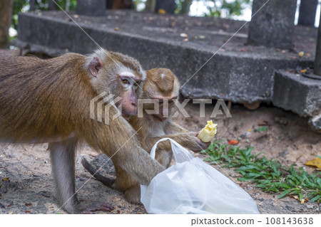 Monkeys eating banana and checking disposable plastic bag on city street close up Monkeys eating banana and checking disposable plastic bag on city street close up 108143638