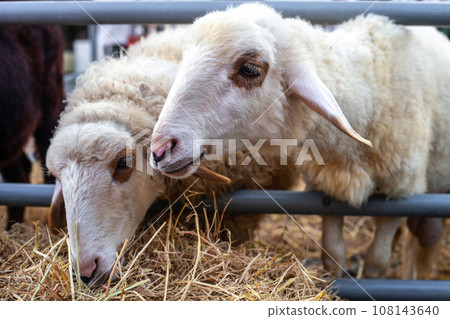 Portrait of white cute sheep eating hay at farm 108143640