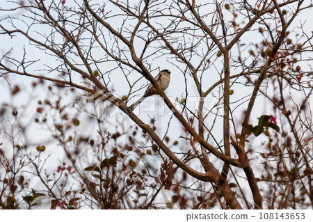 Enaka Enaka 108143653