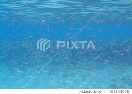 small fishes from Red Sea Egypt 108143696