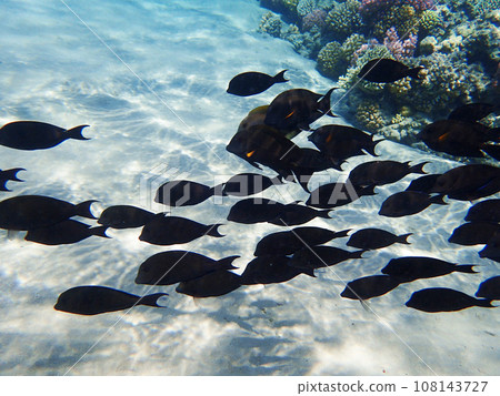 Indian sailfin tang (Zebrasoma desjardinii) fish Indian sailfin tang (Zebrasoma desjardinii) fish 108143727