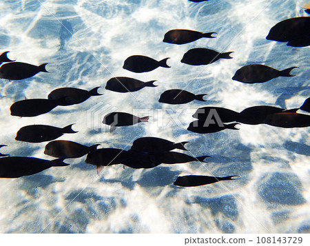 Indian sailfin tang (Zebrasoma desjardinii) fish 108143729