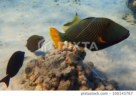 Orangelined triggerfish (Balistapus undulatus) fish 108143767