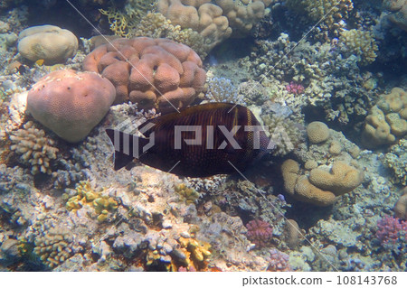 Indian sailfin tang (Zebrasoma desjardinii) fish 108143768