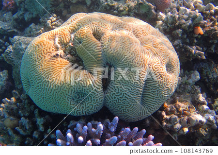 platygyra coral from the red sea 108143769