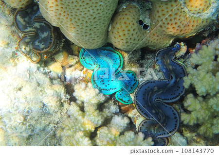 giant clam from the red sea 108143770