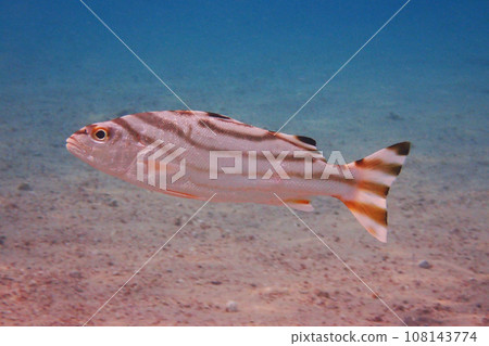 unknown fish from red sea 108143774
