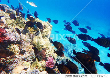 Indian sailfin tang (Zebrasoma desjardinii) fish 108143789