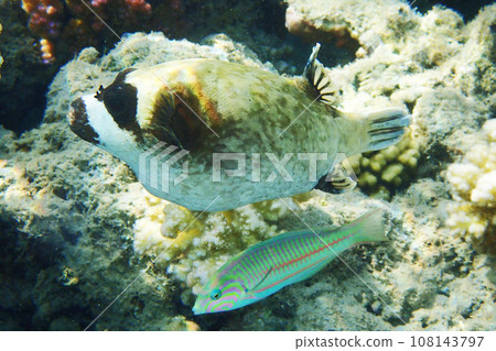 The masked puffer, Arothron diadematus fish 108143797