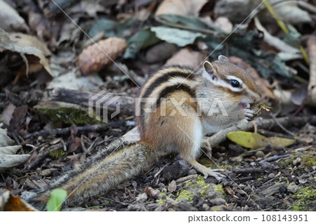 A cute chipmunk eating with its cheeks puffed out A cute chipmunk eating with its cheeks puffed out 108143951