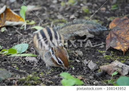 Are there any delicious nuts? cute chipmunk Are there any delicious nuts? cute chipmunk 108143952