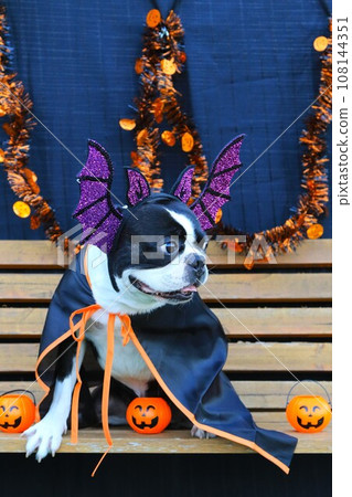 Mighty, a Boston terrier, looks cute while sitting on a bench in Halloween costume♡ 108144351