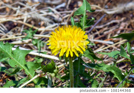 Early spring dandelion on background of green leaves and dry grass Early spring dandelion on background of green leaves and dry grass 108144368
