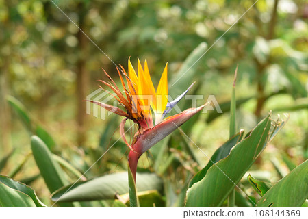 Strelitzia flower or crane flower growing in Vietnam Strelitzia flower or crane flower growing in Vietnam 108144369
