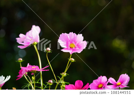Cosmos flowers on a black background (Kyoninkyo) 108144551
