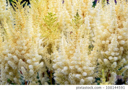 Selective focus of light yellow Astilbe flowers (false goats beard). Russian Far East. 108144591