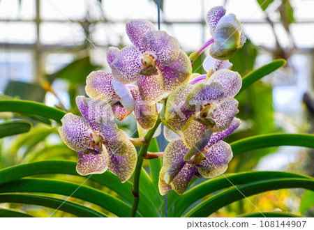 Orchids with light purple petals on a green background Orchids with light purple petals on a green background 108144907