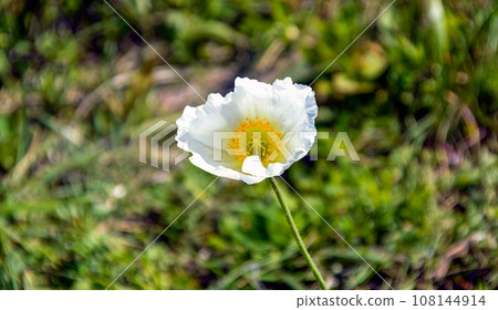 Arctomecon merriamii flower of white poppy Arctomecon merriamii flower of white poppy 108144914