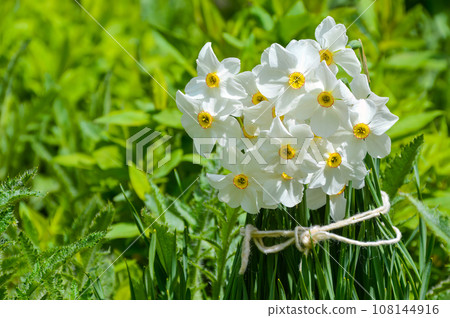 Narcissus poeticus flower on green background with copy space 108144916