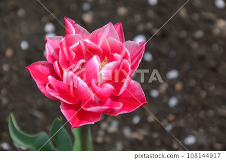 Magnificent varietal pink tulip on a brown background with copy space Magnificent varietal pink tulip on a brown background with copy space 108144917