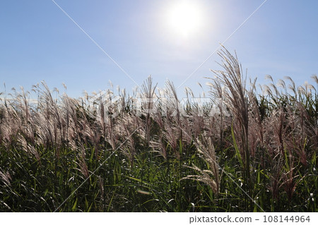 Susuki Susuki 108144964