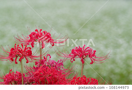 Higanki花和蕎麥花 108144973