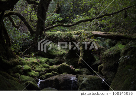 [鹿兒島縣] 屋久島白谷雲水莊 108145056
