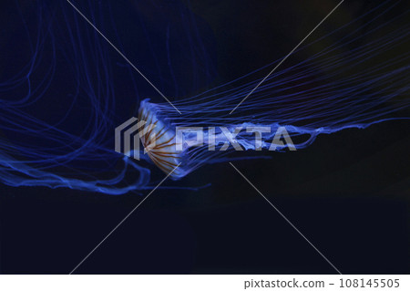 Jellyfish photo. Jellyfish attract viewers as they float around. A fantastically transparent blue world 108145505