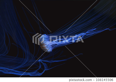 Jellyfish photo. We are healed by its slow movements. A transparent world in blue that makes it feel like time has stopped. 108145506