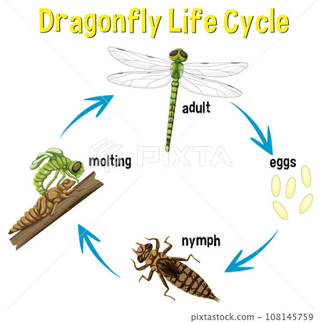 Dragonfly Life Cycle Infographic 108145759