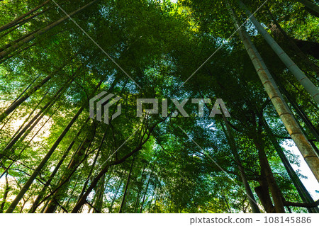 I look up at the bamboo grove 108145886