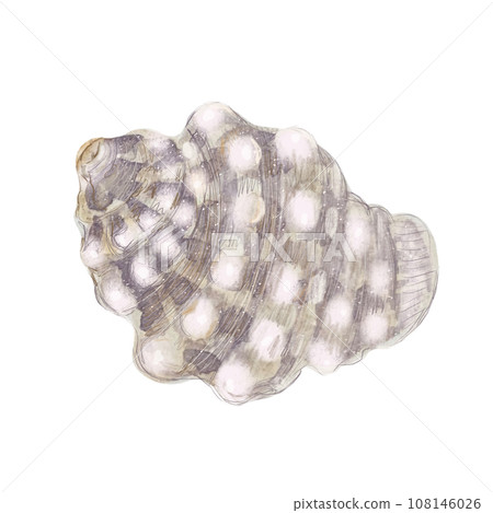 Watercolor pink shell isolated on white Watercolor pink shell isolated on white 108146026