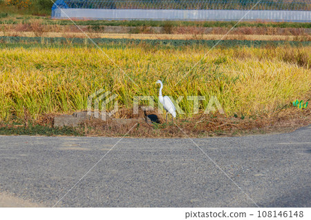 Autumn rice field view Autumn rice field view 108146148