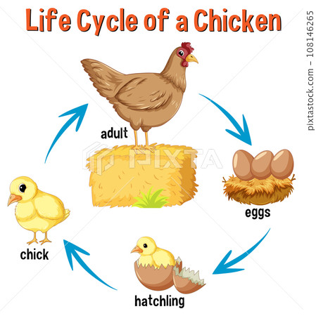 Life Cycle of a Chicken 108146265