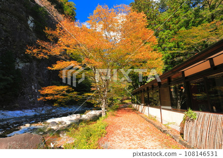 [Ehime Prefecture] Autumn leaves at Omogo Gorge on a clear day (Kamehara) 108146531