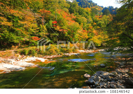 [愛媛郡]晴天奧莫戈峽谷的紅葉（河原五色） 108146542