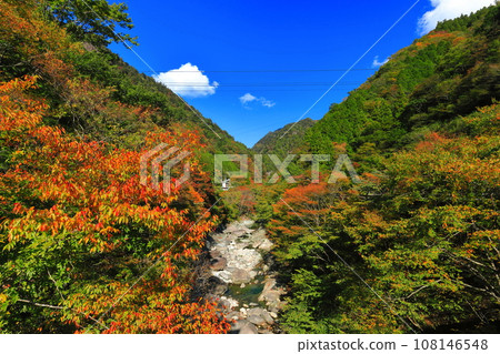 [Ehime Prefecture] Autumn leaves at Omogo Gorge on a clear day 108146548