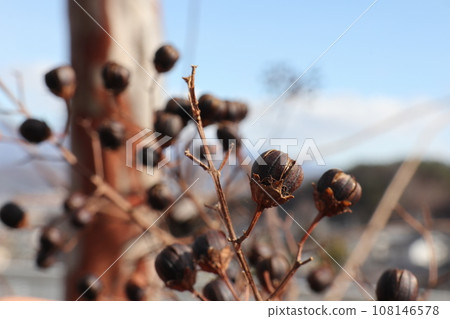 紫薇 紫薇 108146578