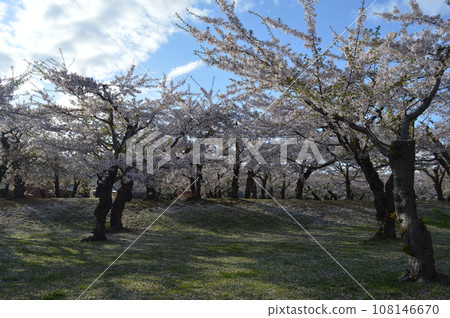 Spring park in Hakodate, cherry blossoms in full bloom and blue sky Spring park in Hakodate, cherry blossoms in full bloom and blue sky 108146670