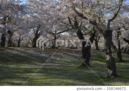 Spring park in Hakodate, cherry blossoms in full bloom and blue sky 108146672