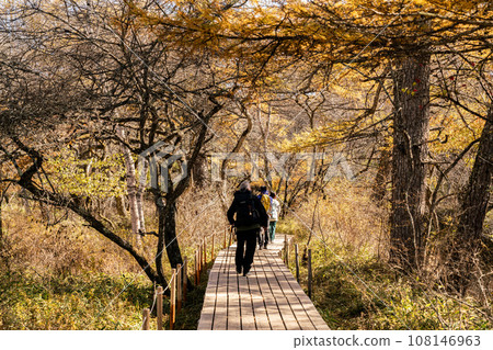 [Tochigi Prefecture] Autumn sunny Okunikko Senjogahara (October) 108146963