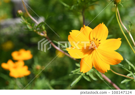 Kibana cosmos (yellow flowers fall cherry blossoms) Kibana cosmos (yellow flowers fall cherry blossoms) 108147124