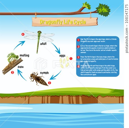 Dragonfly Life Cycle Infographic 108147175