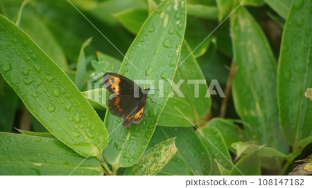 休息在葉子上的一隻雄性蜥蜴 108147182