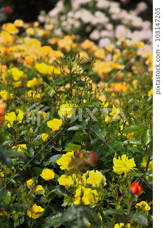 Yellow flower 108147205