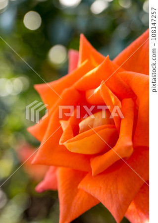 Brilliant roses Brilliant roses 108147257