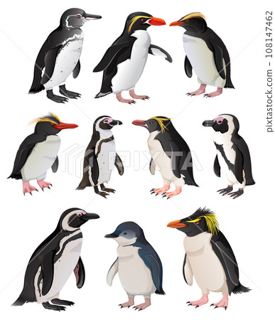 Set of penguins in different species Set of penguins in different species 108147462