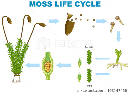 The Life Cycle of Moss The Life Cycle of Moss 108147466