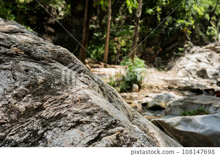 travel in nature concept with tree and sunlight in tropical forest travel in nature concept with tree and sunlight in tropical forest 108147698