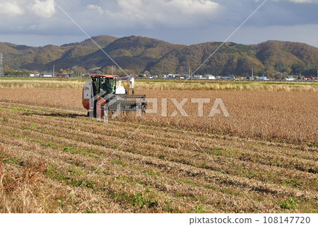 Photographing soybean harvesting in autumn in Esashi Town, Hokkaido Photographing soybean harvesting in autumn in Esashi Town, Hokkaido 108147720